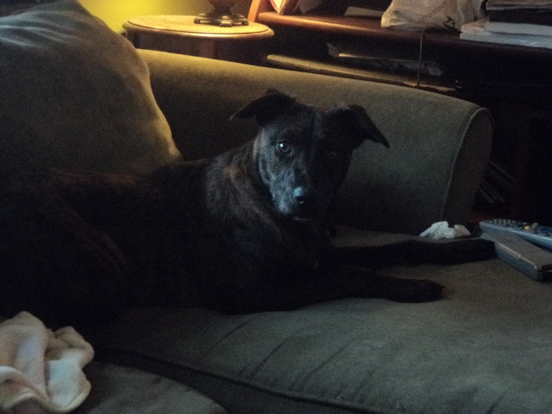 DSC00320 (800x600).jpg