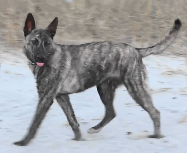 Sakima with Xan on PQ beach(1).jpg