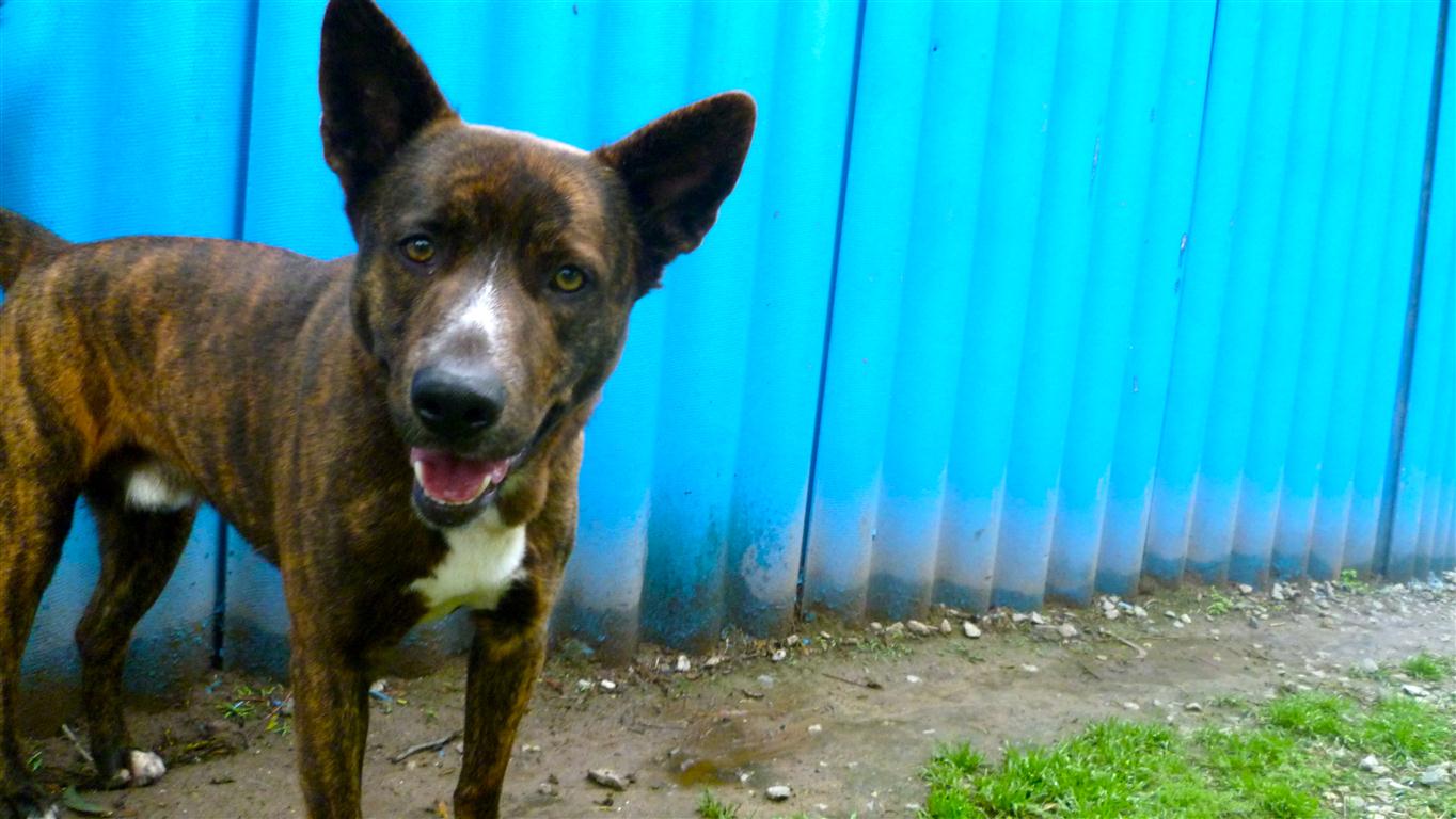 brindle2.jpg