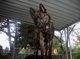brindle7.jpg