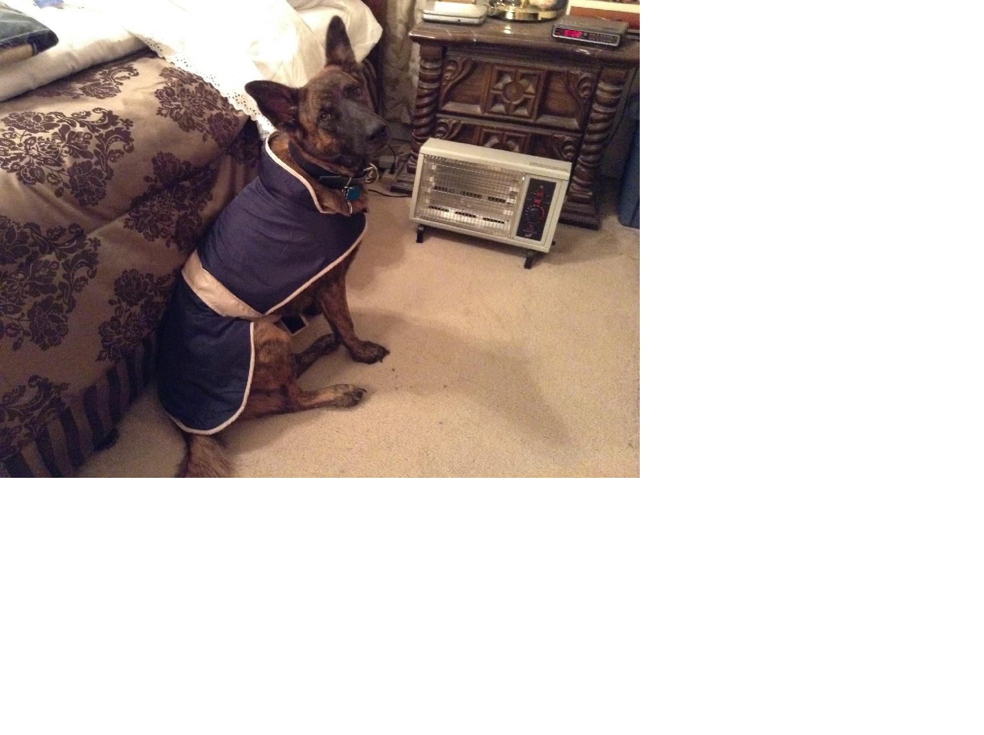 Dax in Doggie Couture