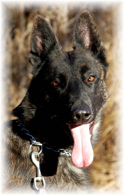 Bo Dutch Shep 12-12-08 Adoptions I.jpg