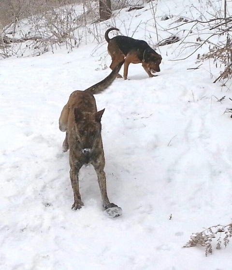 Chasing the ice-chunk down the hill