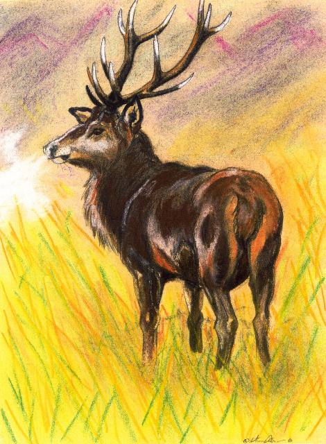 wildlife drawing