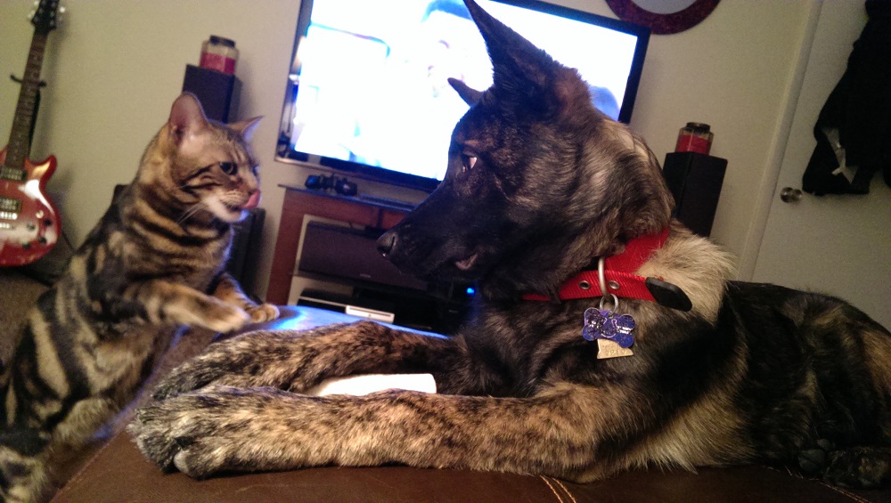 Ozzy and Bruce...(look at Ozzy's tongue sticking out! lol)