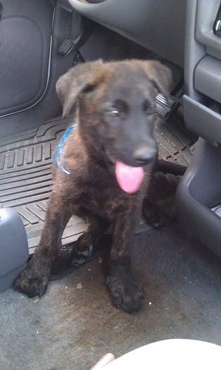 This is Dutch's first day in his new home.