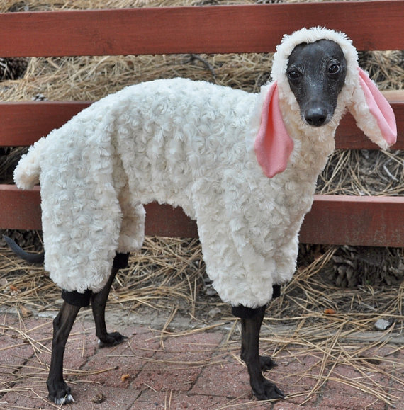 Wolf in Sheep's Clothing.jpg