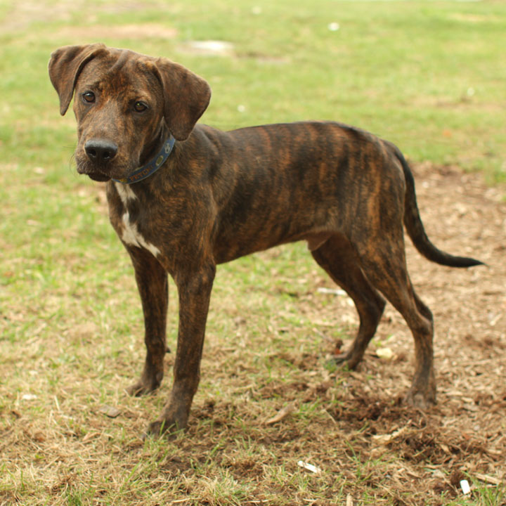 Plott_Hound_Chipper_IMG_1341.jpg