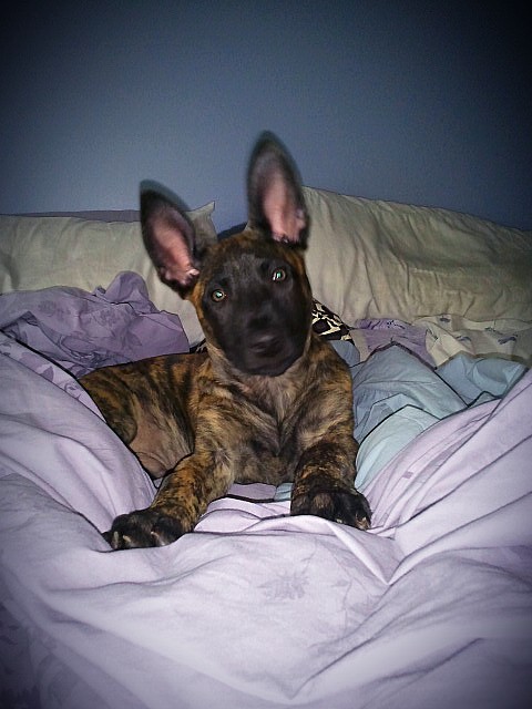 HANK