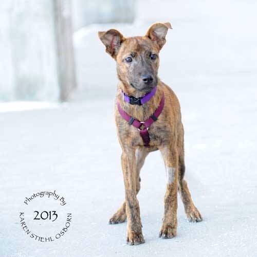 Rescue pic, just before we adopted her