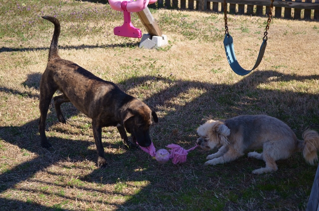 DSC_0598 (640x424).jpg