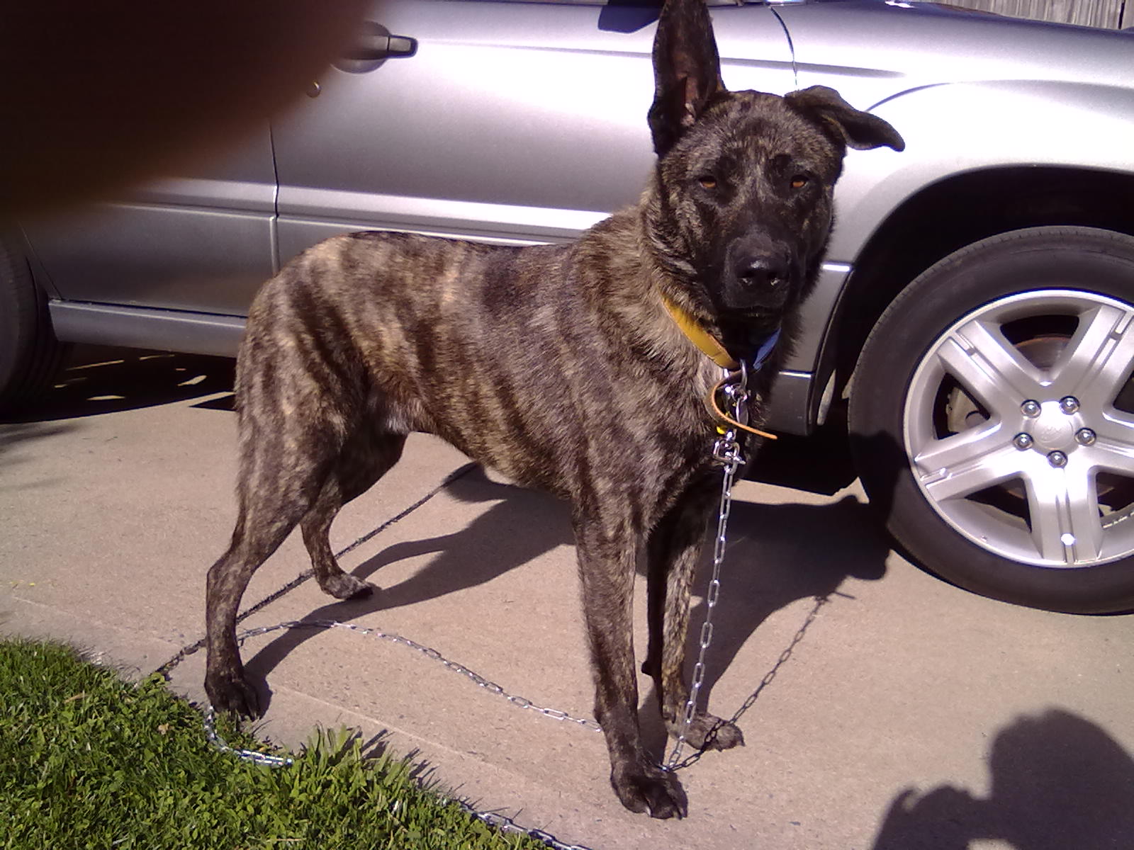 Jack the Dutch Shepherd.jpg