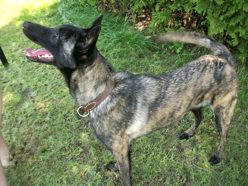 rokko2.gif