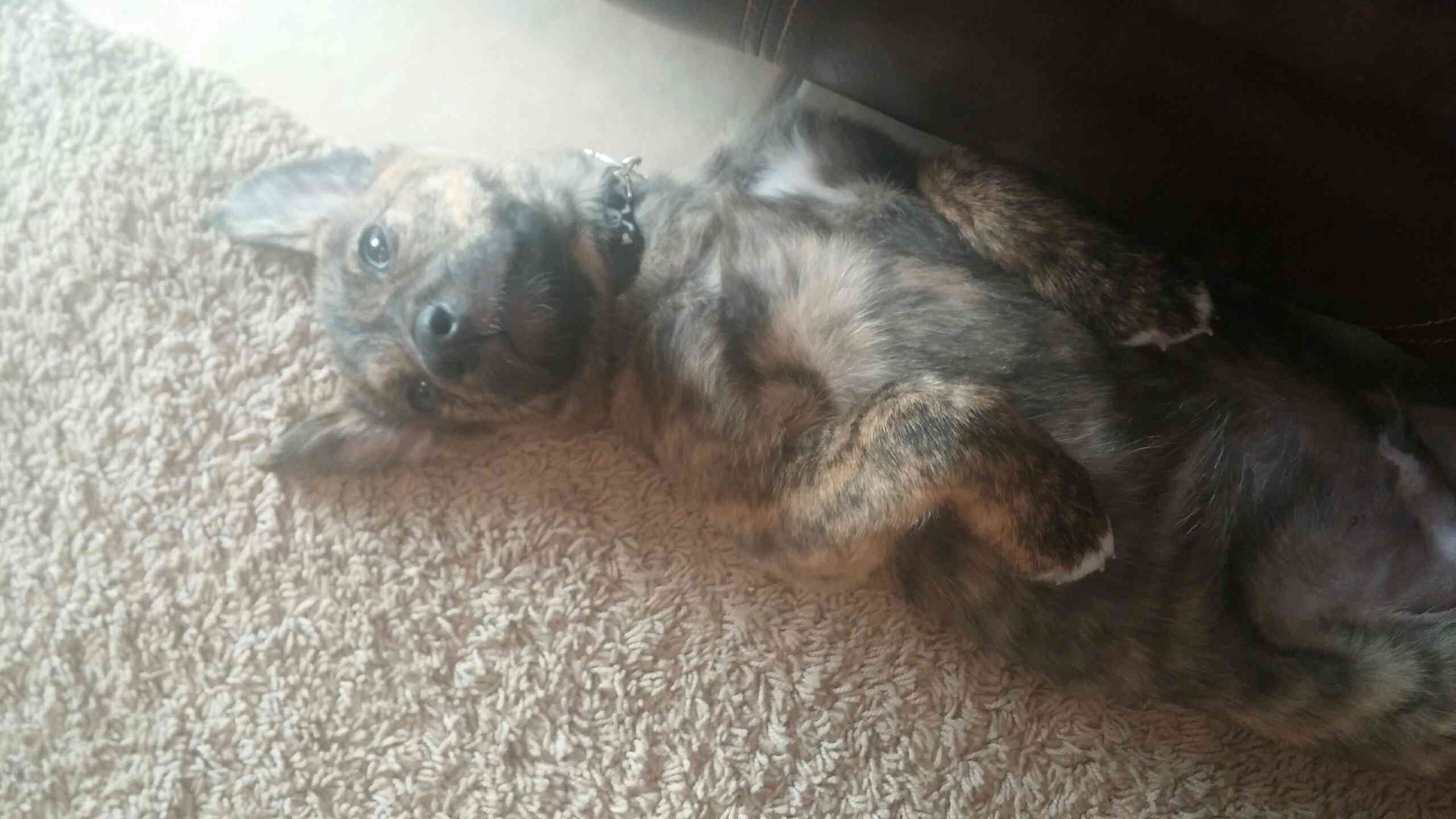 kitty6.jpg