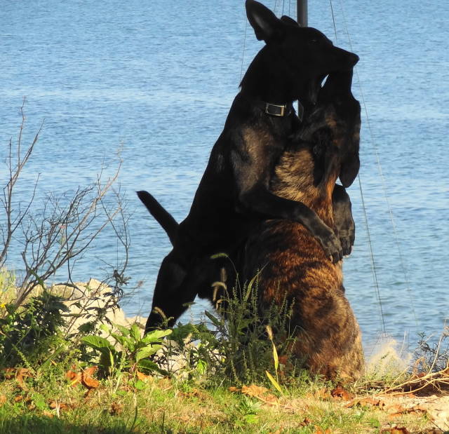 Xander and Tracer tangle at top of bluff(1).jpg