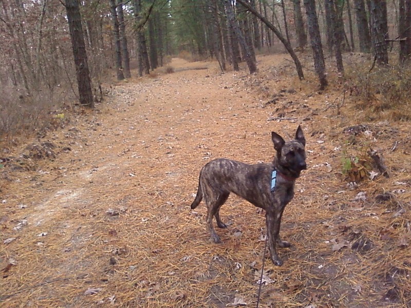 shelby walk.jpg