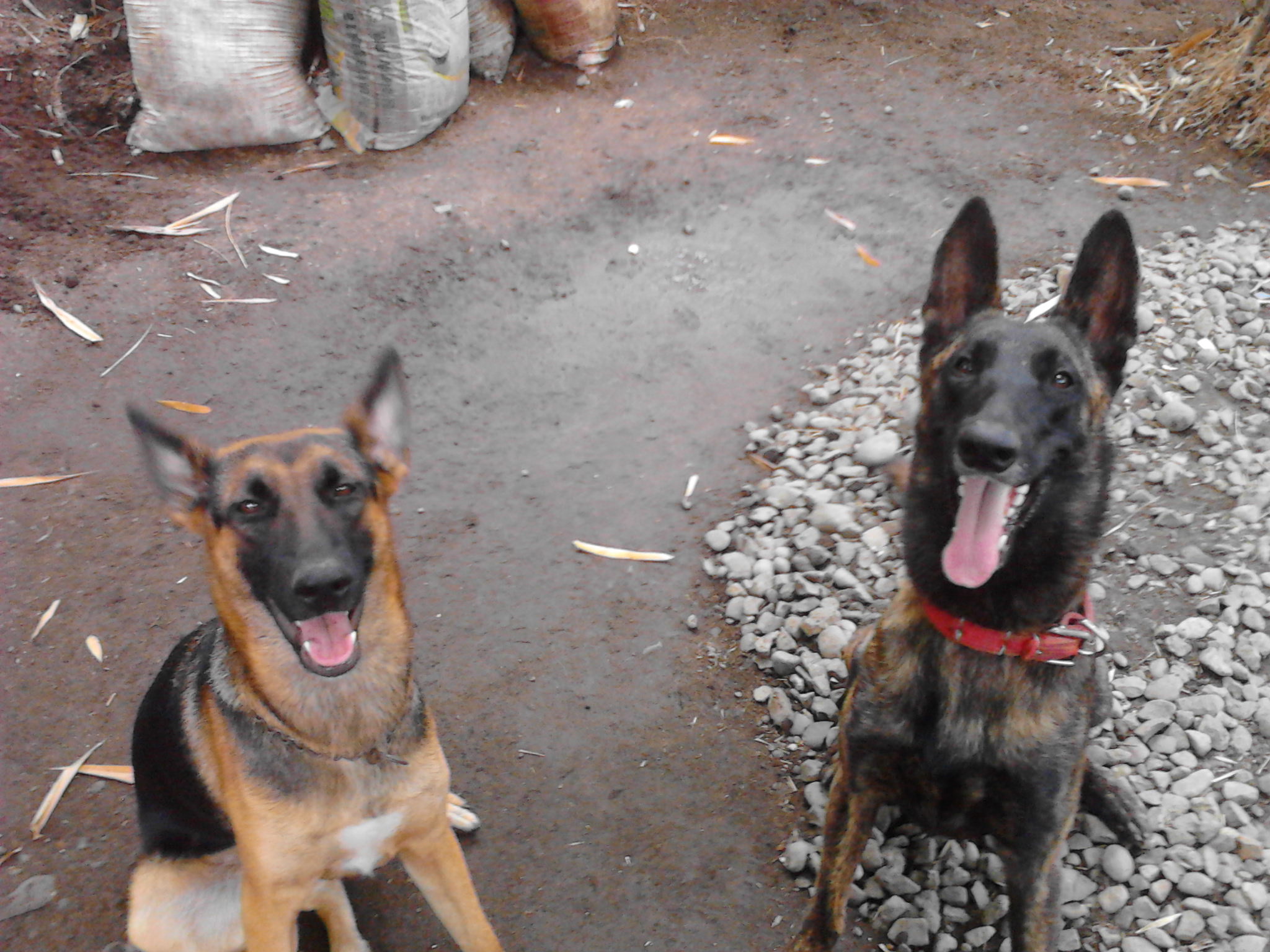 Igor and friend LC