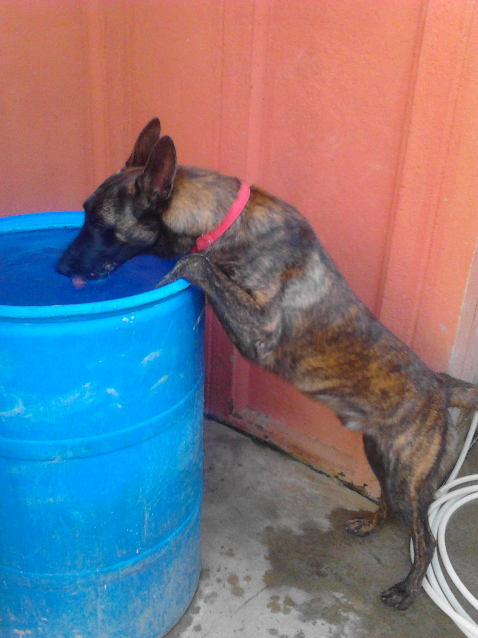 Quenching his thirst