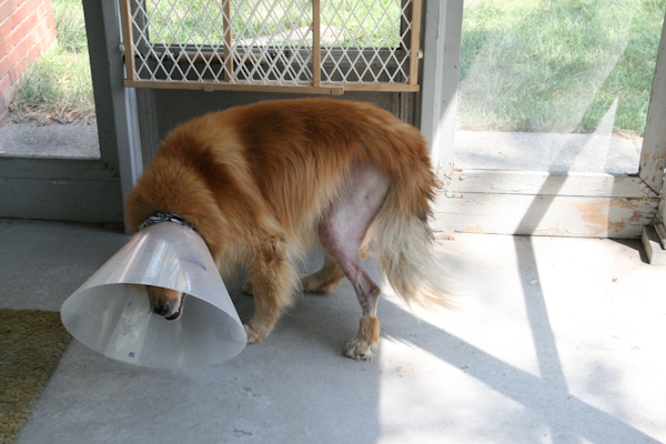 abby_surgery_day_one.jpg