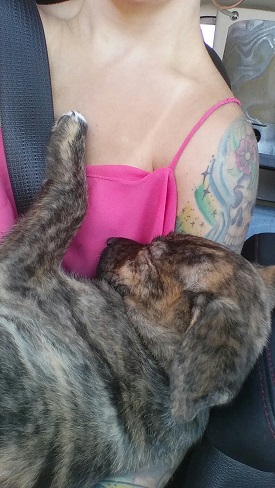 kitty7.jpg