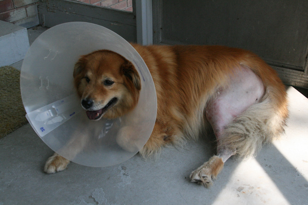 abby_surgery_day_one-2.jpg
