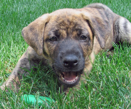 mastiff3.jpg