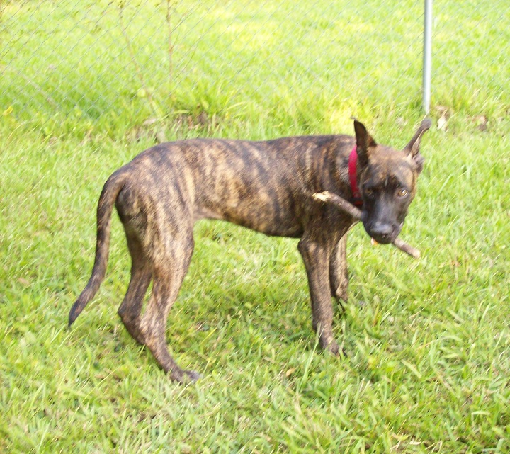 Zorro in yard.jpg
