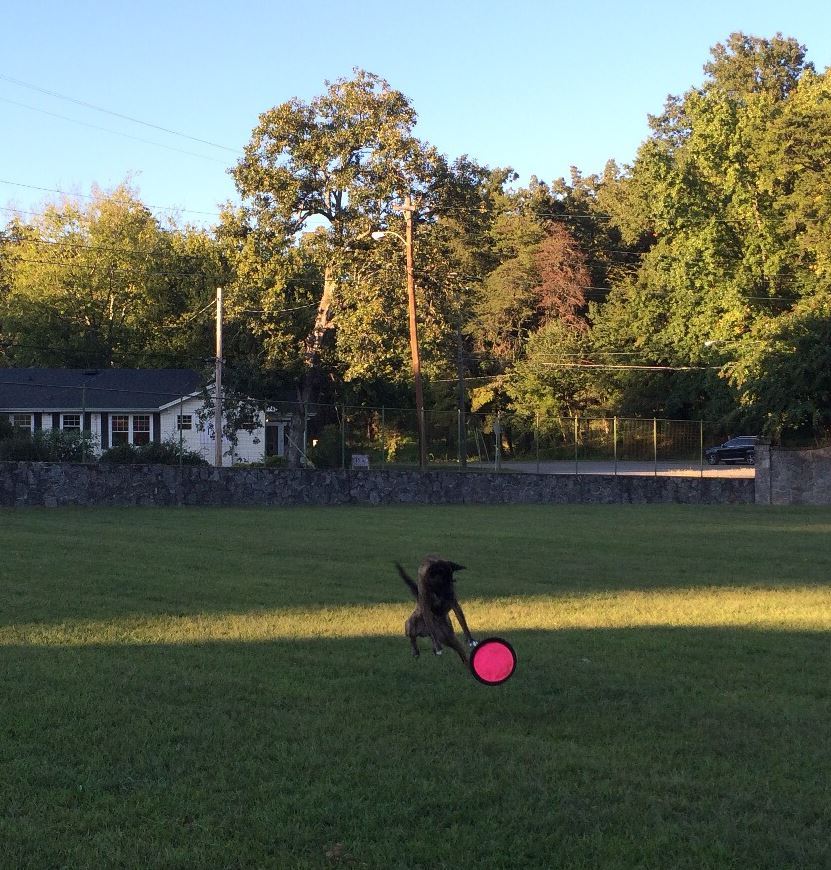 _Pounce.JPG