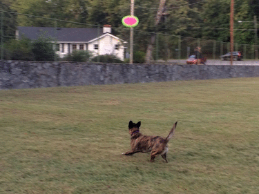 Catch_4sm.gif