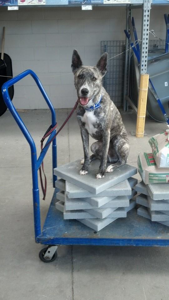 King of the Mountain.jpg