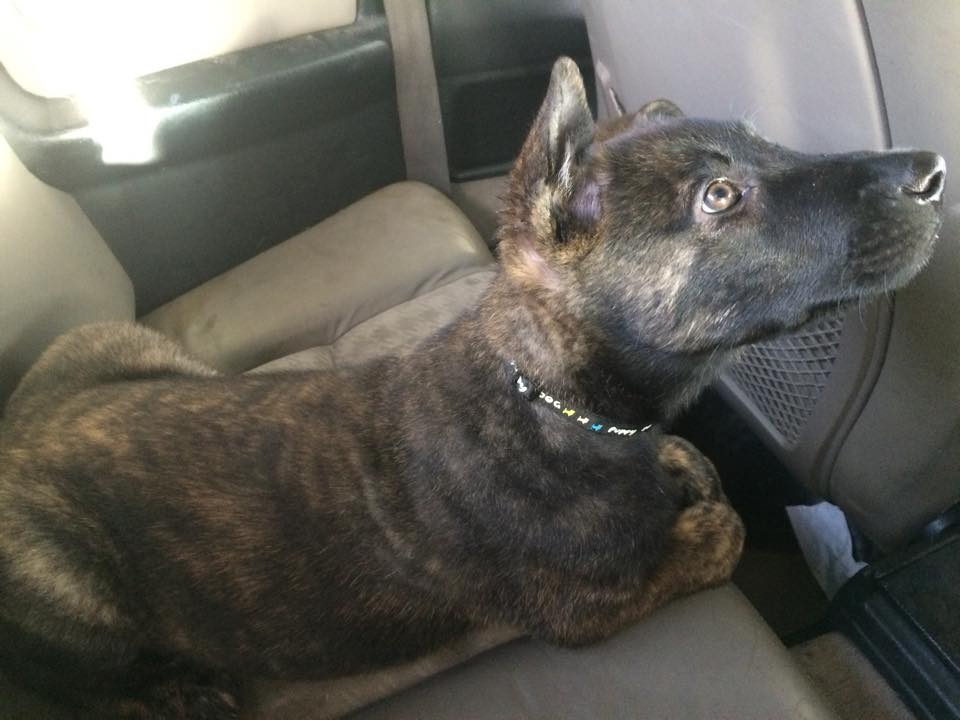 demon 8 weeks
