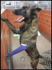 One of the 2014 NADSR dogs in need of medical assistance