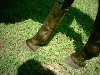 Rear legs