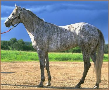 Reckless Dan-grey brindle