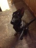 wonky ear