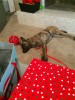 H_Snooze_2.JPG