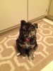 9 week old Nieko