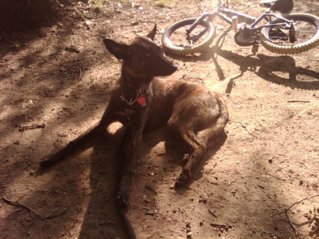 Sadie