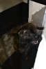 Union County Animal Shelter - 1647 Jonesville Hwy. Union SC 29379 - 864-429-2808 - hsealy@countyofunion.com