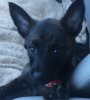 doggy1.PNG