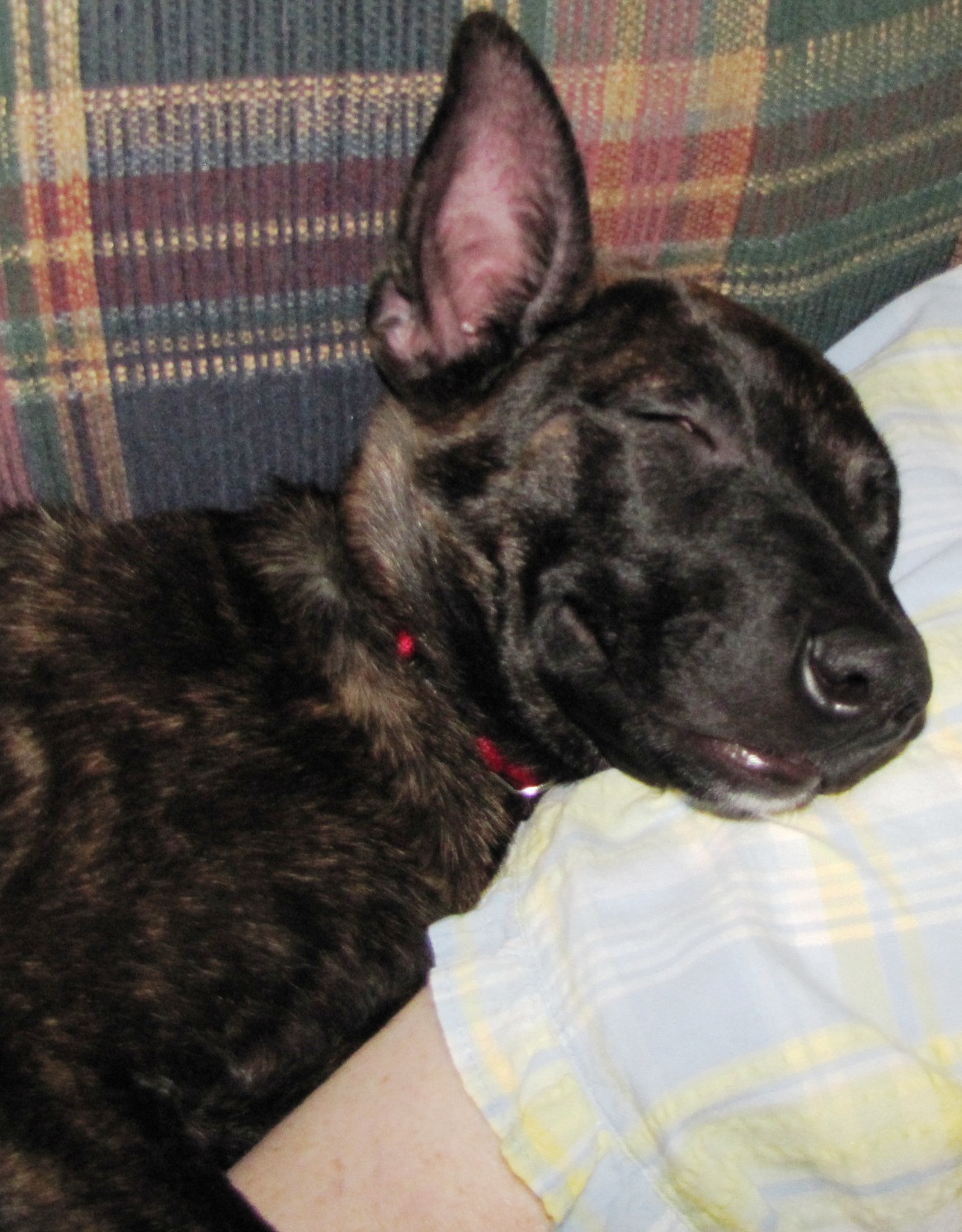 I like to think she's smiling about escaping the shelter and finding a cool new home!