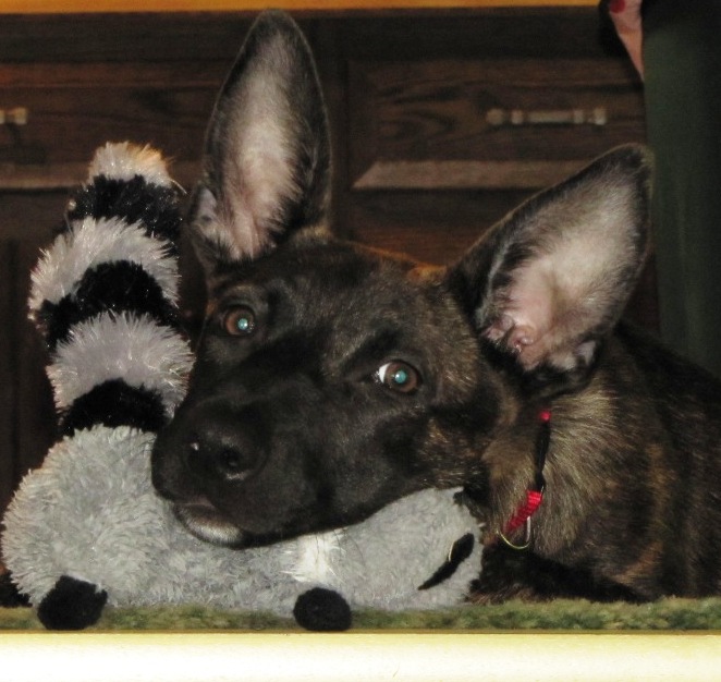 Squeeky raccoon toys can wear a girl out!