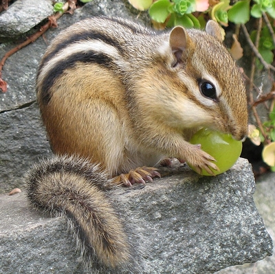 Chipmunk.jpg