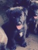 New puppy