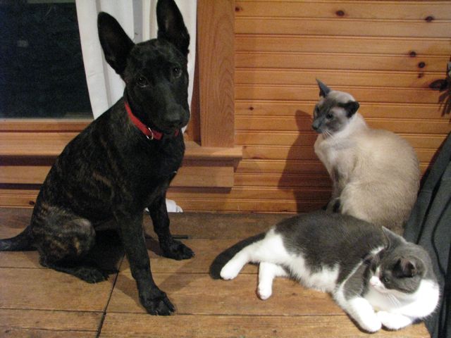 Here is my big girl with two of the rebel rousers.