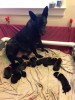 Dan pups day .JPG