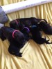 puppy pile.JPG
