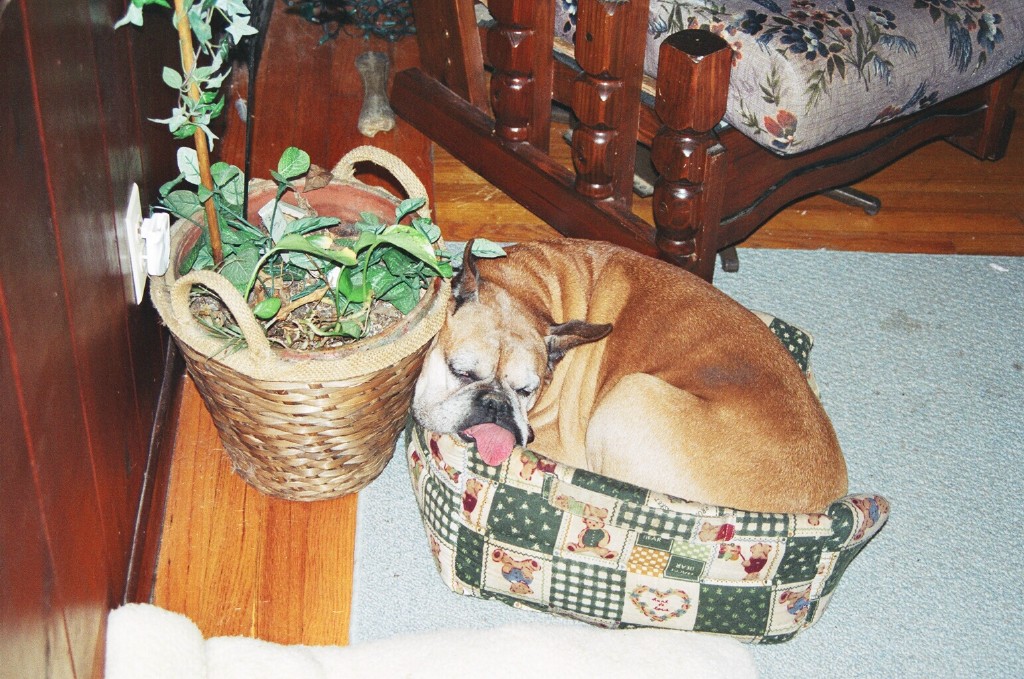 Busy sleeping.jpg