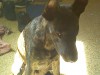 puppy1.jpg