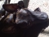 puppy2.jpg